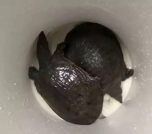 网红小甲鱼爆料视频大全,揭秘网络红人幕后故事  第2张